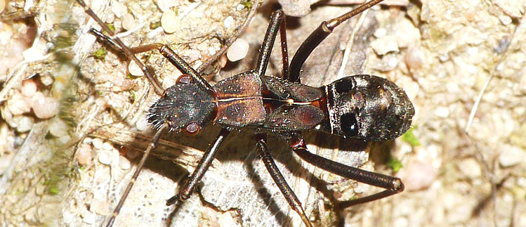 Larve von Alydus calcaratus, dem Rotrückigen Irrwisch.