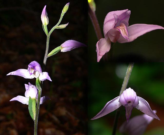 Cephalanthera rubra