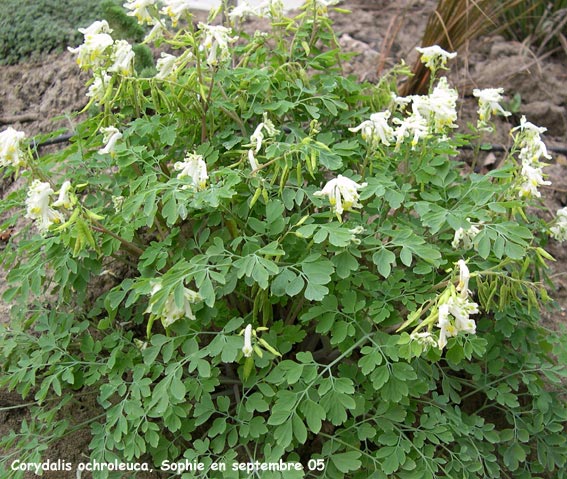 Pseudofumaria alba