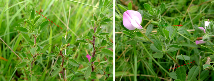 Ononis_spinosa_vs_repens