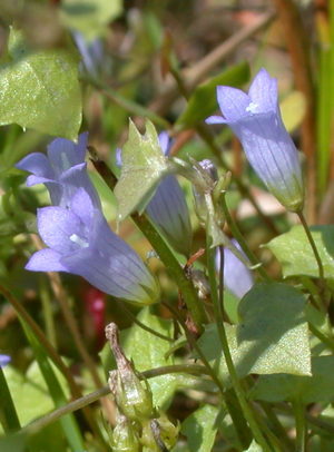 Wahlenbergia_hederacea