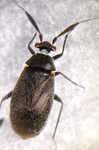 Heterocordylus genistae