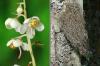 Pyrola rotundifolia (links), Bartflechte Bryoria fuscescens (rechts)